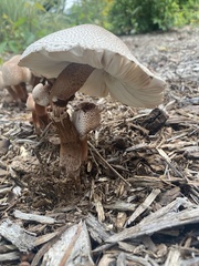 Leucoagaricus americanus
