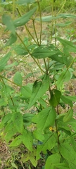 Eupatorium godfreyanum