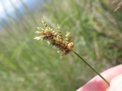 Cyperus sphaerolepis