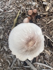 Leucoagaricus americanus