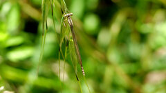 Platycnemis acutipennis