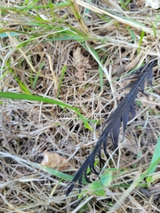 Corvus brachyrhynchos