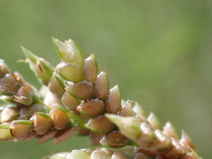 Cyperus sphaerolepis