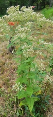 Eupatorium godfreyanum