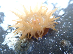 Actinia equina