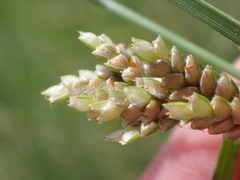 Cyperus sphaerolepis
