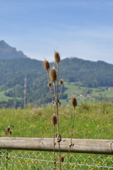 Dipsacus fullonum