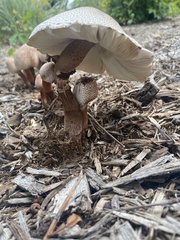 Leucoagaricus americanus