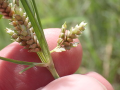 Cyperus sphaerolepis