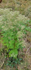 Eupatorium godfreyanum