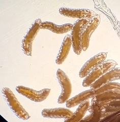 Sciaroidea