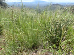 Cyperus sphaerolepis