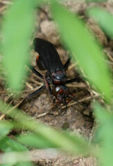 Poecilopompilus algidus