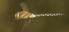 Aeshna mixta
