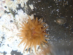 Actinia equina
