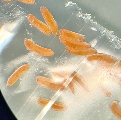 Sciaroidea