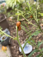 Cucujiformia