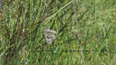 Melanargia occitanica