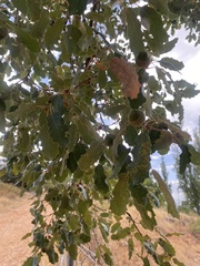 Andricus quercustozae