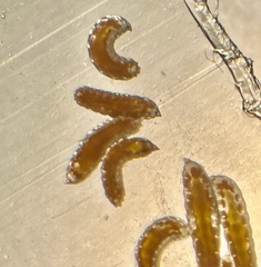 Sciaroidea