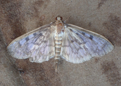 Herpetogramma