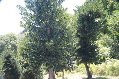 Ilex aquifolium