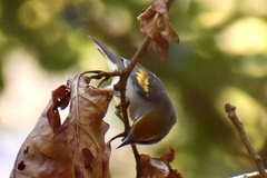 Vermivora chrysoptera