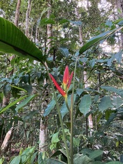 Heliconia