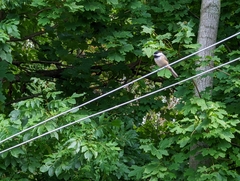 Poecile atricapillus