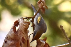 Vermivora chrysoptera