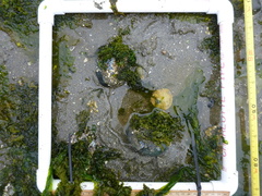 Dendraster excentricus