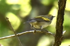 Vermivora chrysoptera