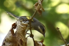 Vermivora chrysoptera