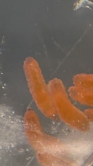 Sciaroidea
