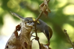 Vermivora chrysoptera