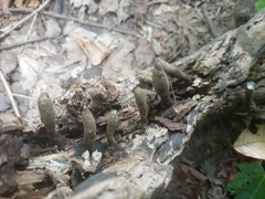 Xylaria polymorpha
