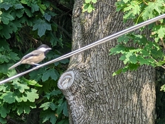 Poecile atricapillus