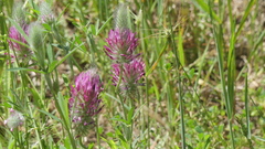 Trifolium