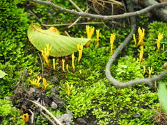 Clavariaceae
