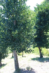 Ilex aquifolium
