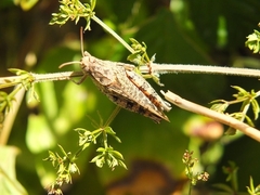 Calliptamus italicus