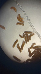 Sciaroidea