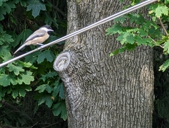 Poecile atricapillus