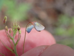Desmodium rosei