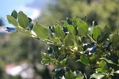 Ilex aquifolium