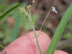 Desmodium rosei