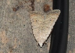 Caradrina clavipalpis