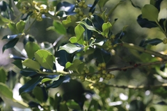 Ilex aquifolium