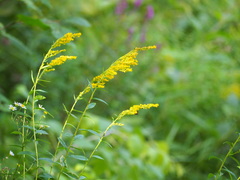 Solidago uliginosa
