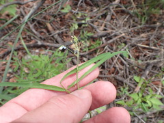 Desmodium rosei